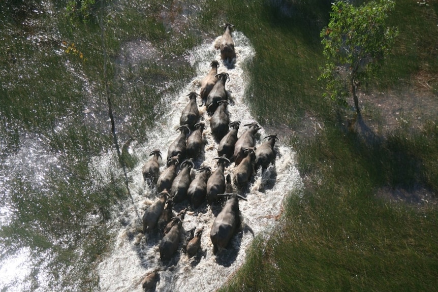 An aerial view of a herd of buffalo walking through a small body of water, between long scrubby grass and trees.