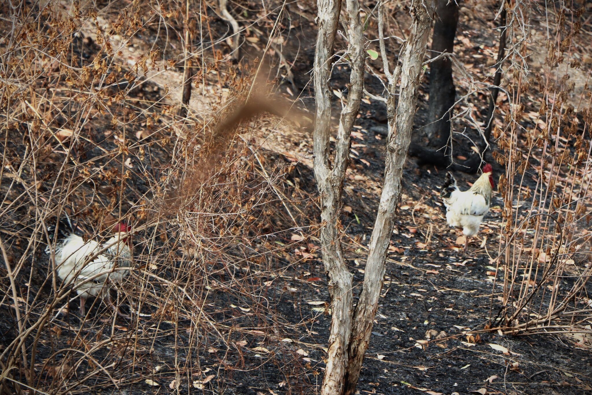 Two roosters in burnt out bushland.