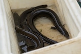 Eels in a tub.