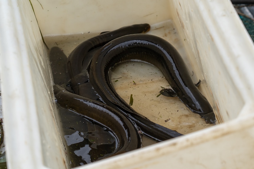 Eels in a tub.