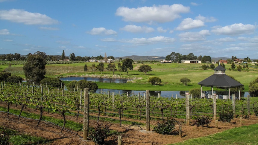 Houses and vineyard in the Swan Valley