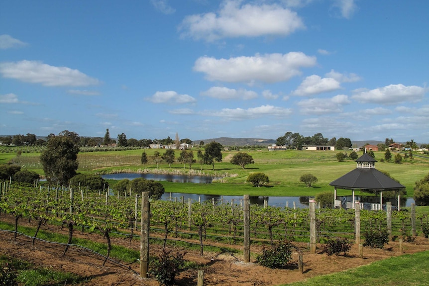 Houses and vineyard in the Swan Valley