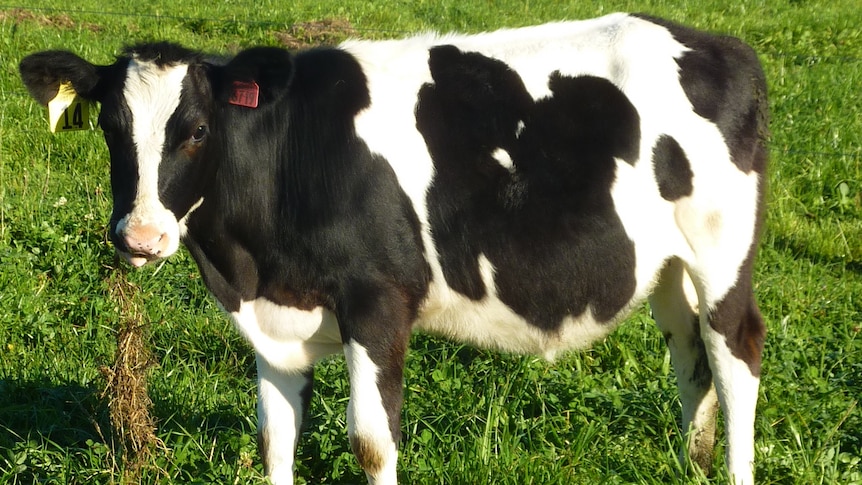 Daisy the GM cow