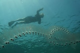 A colony of salps (jellyfish) swims underneath a scuba diver