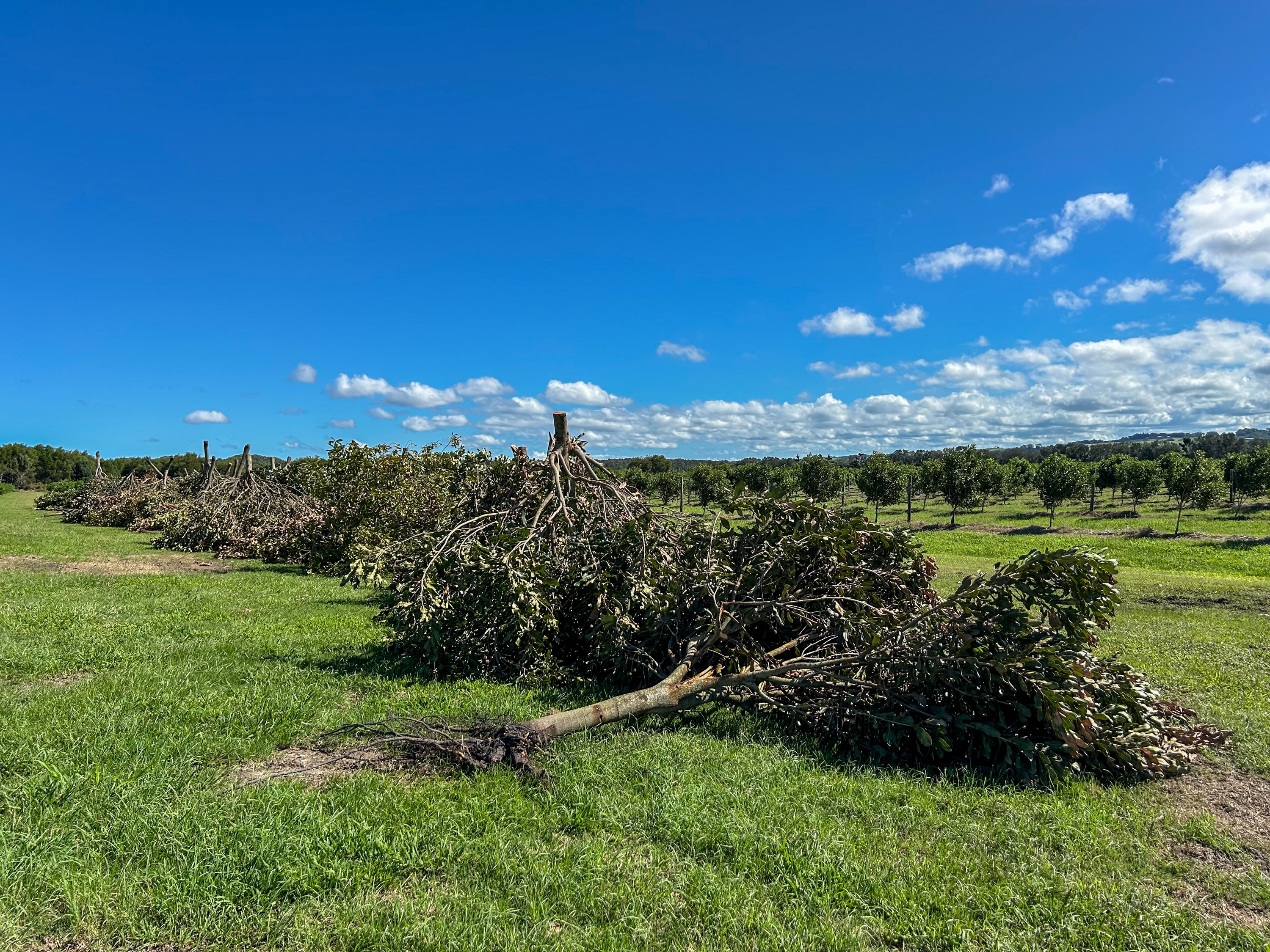 A row of damaged macadamia trees.