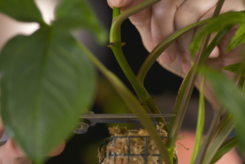 Close up of scissors cutting into an indoor plant below the node, to allow for propagation.