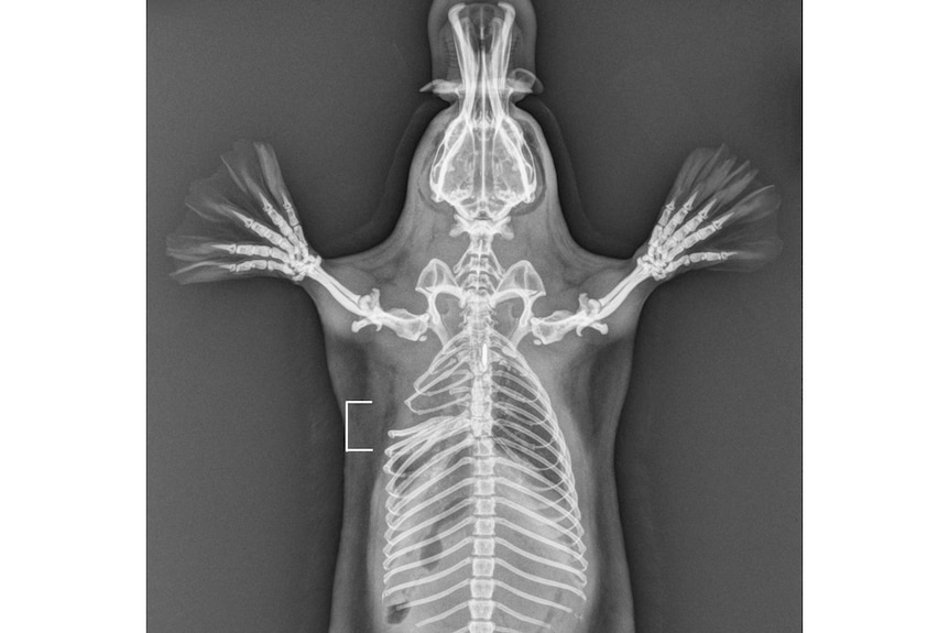 Xray of a monotreme- the platypus