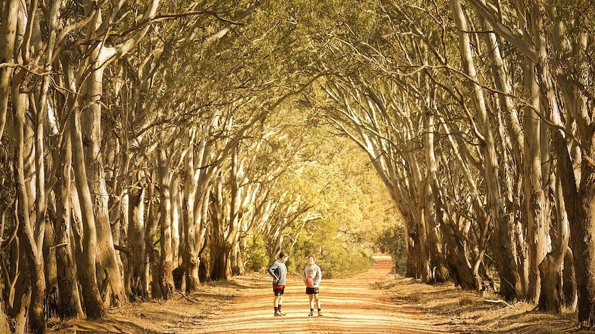 Shot down a dirt road of two young boys, one of them holding a football, standing under an avenue of trees.