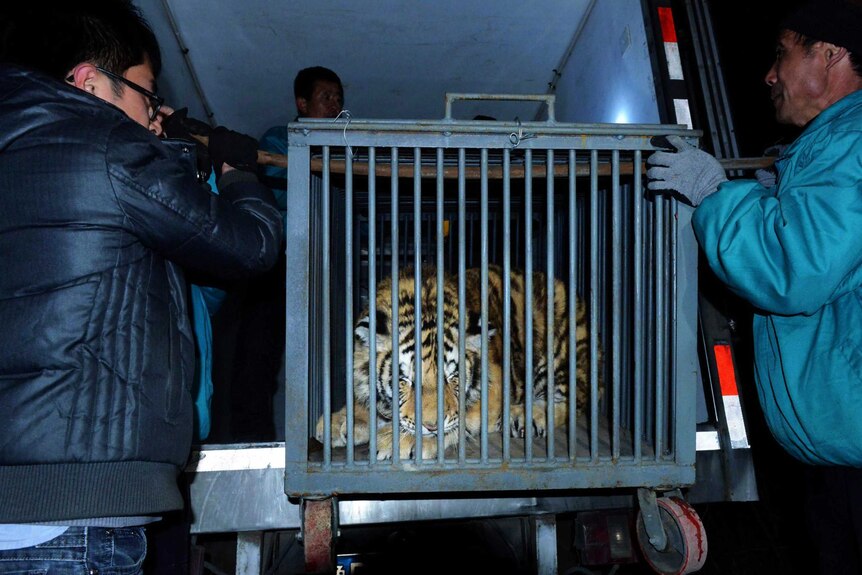 A female Siberian tiger is transported after a breeding ring is busted in east China