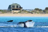 A whale tail in the ocean in front of a house on the sand dunes.