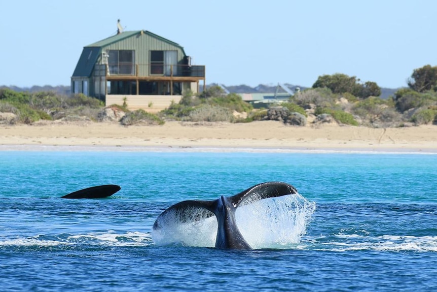 A whale tail in the ocean in front of a house on the sand dunes.