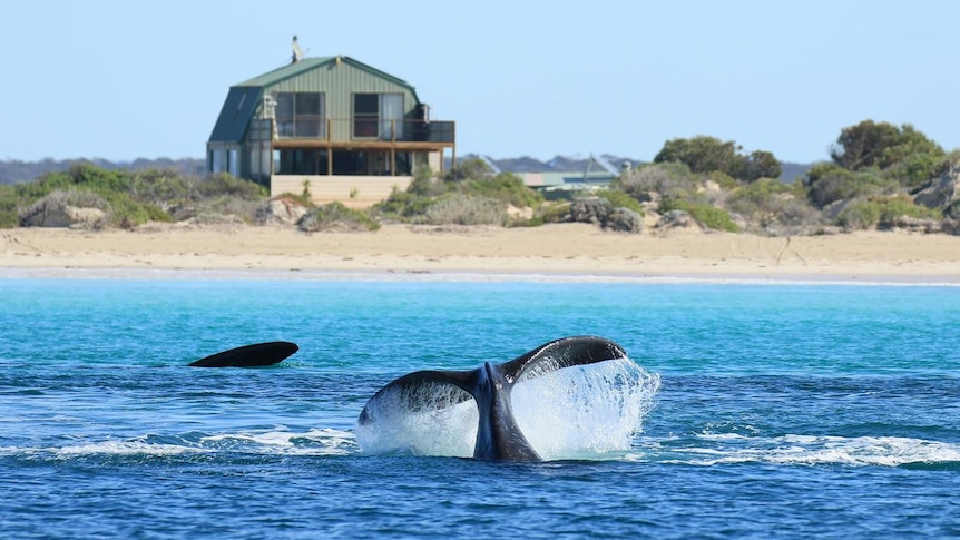 A whale tail in the ocean in front of a house on the sand dunes.