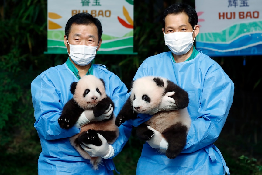 Two panda cubs, held by two male caretakers in blue PPE and faceemasks, in a theme park.