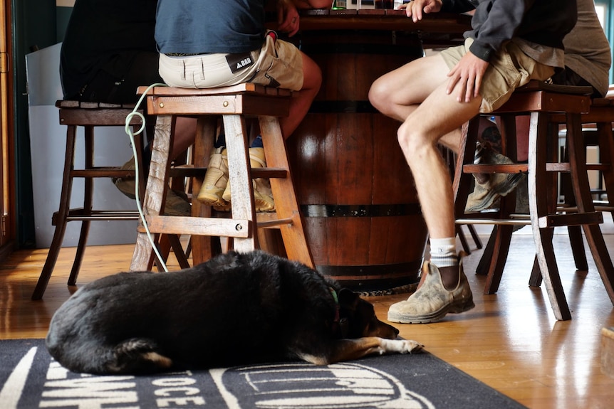 A dog lies on the ground next to people sitting on stools.
