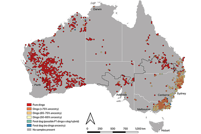 map showing dingoes