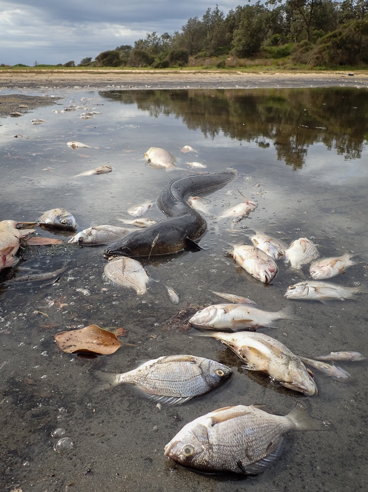 Dead fish at Lake Meringo