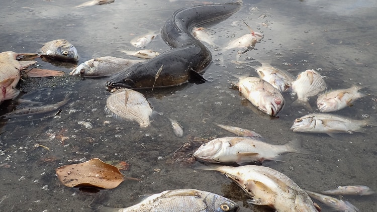 Dead fish and an eel at Lake Meringo