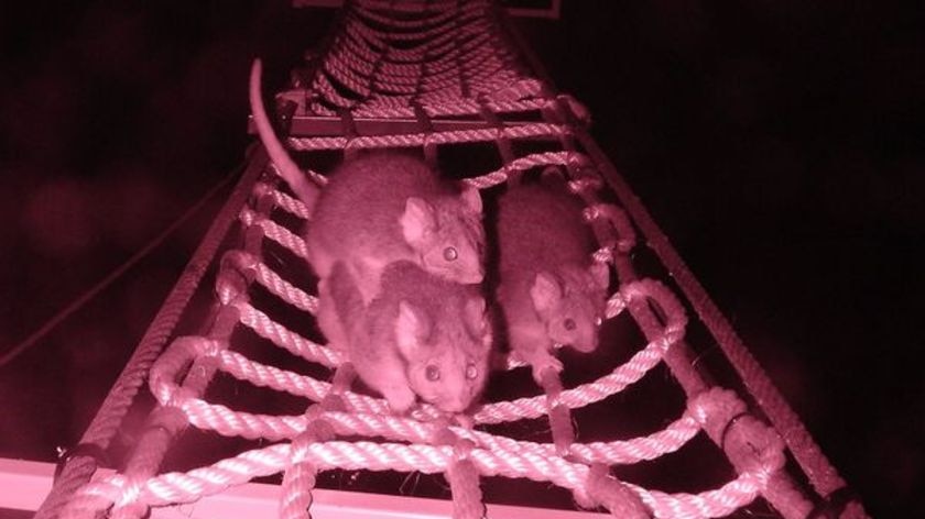 The study shows native Australian animals are using the bridges to cross highways.