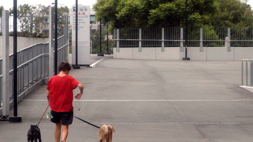 A woman takes her dogs for an early morning walk