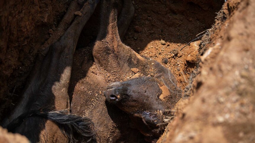 A close up of a dead cow in a pit in Sri Lanka.