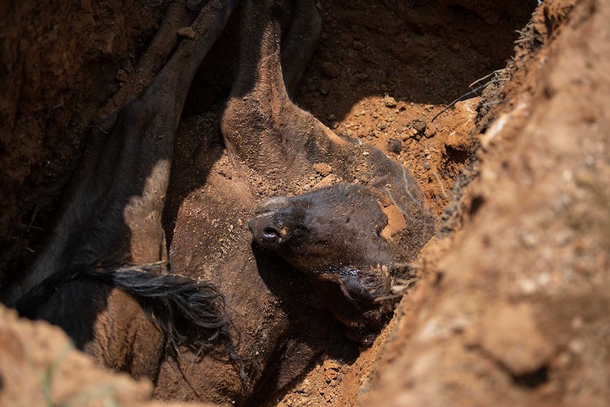 A close up of a dead cow in a pit in Sri Lanka.