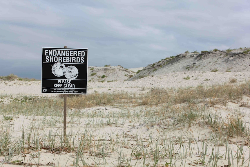 Sign alarming passers by to endangered birds nesting along beach.