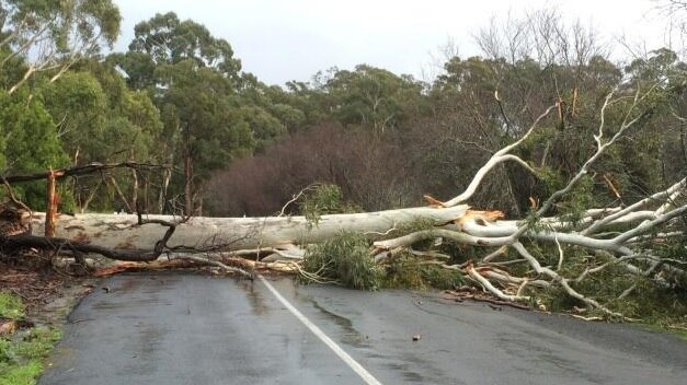 Fallen tree at Ironbank in the Adelaide Hills
