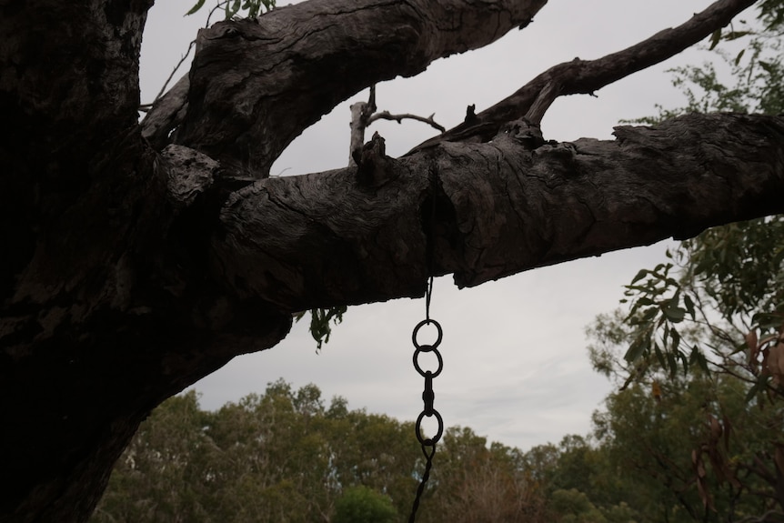 An old chain can be seen hanging from a tree, with a deep groove where the bark has grown around the chain. 