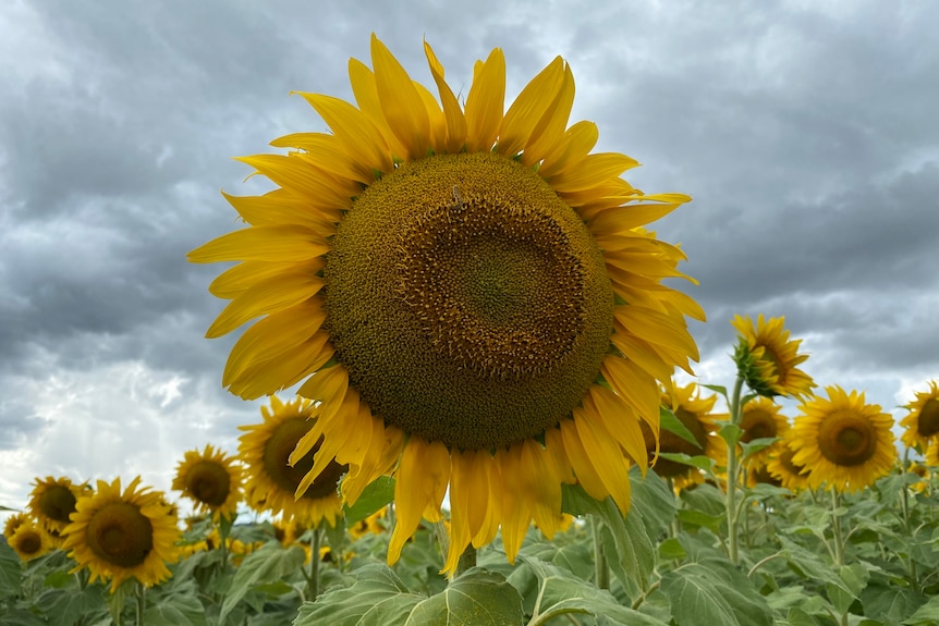 Drone sunflower