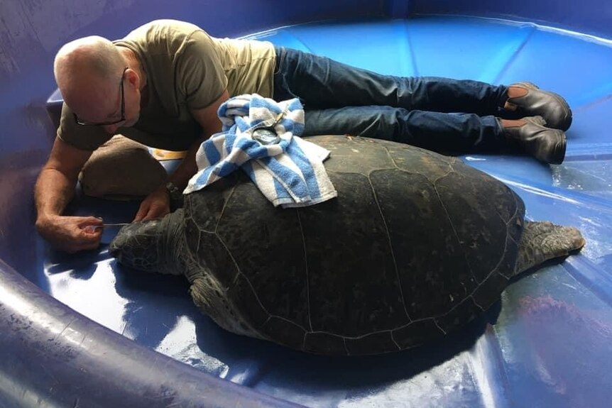 Bob McCosker lays inside a blue intensive care tank beside massive green sea turtle Denise, removing stitches from her head.