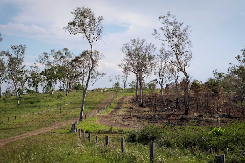 A green pasture right next to a burnt paddock.