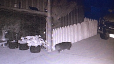 Picture of a wombat in a driveway at night time