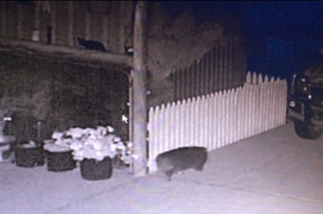 Picture of a wombat in a driveway at night time