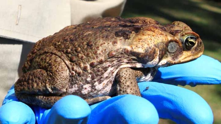 A DEC ranger displays the cane toad