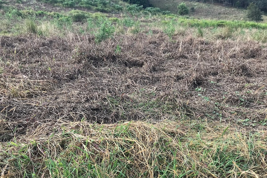 Dead, brown grass in a green paddock.