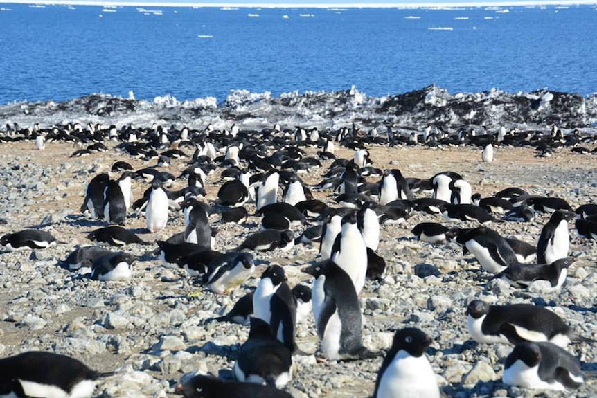 About 100 penguins on the edge of the shore in Antarctica.