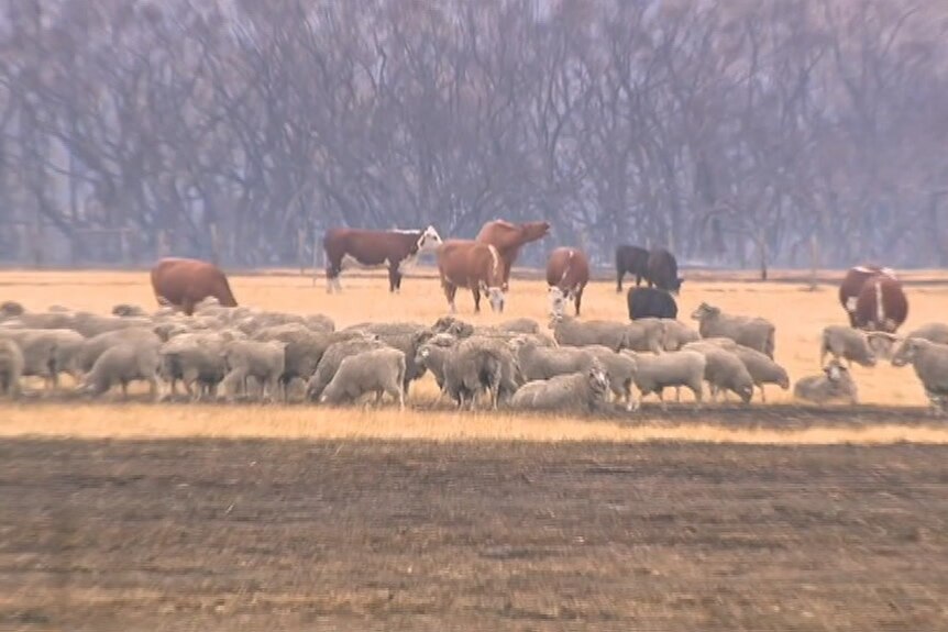 Sheep and cattle on burnt ground