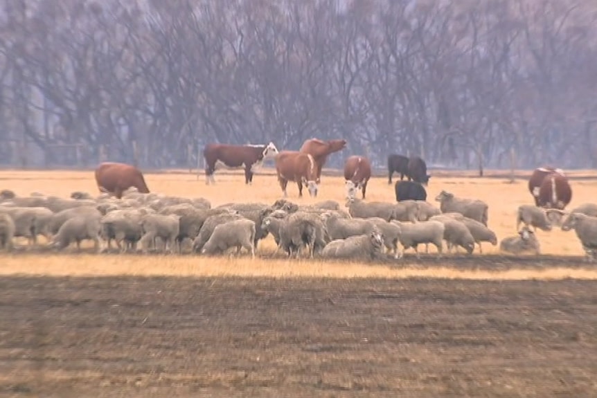 Sheep and cattle on burnt ground