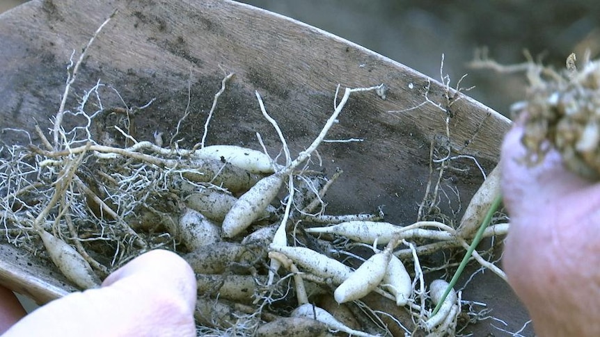 Murnong daisy roots