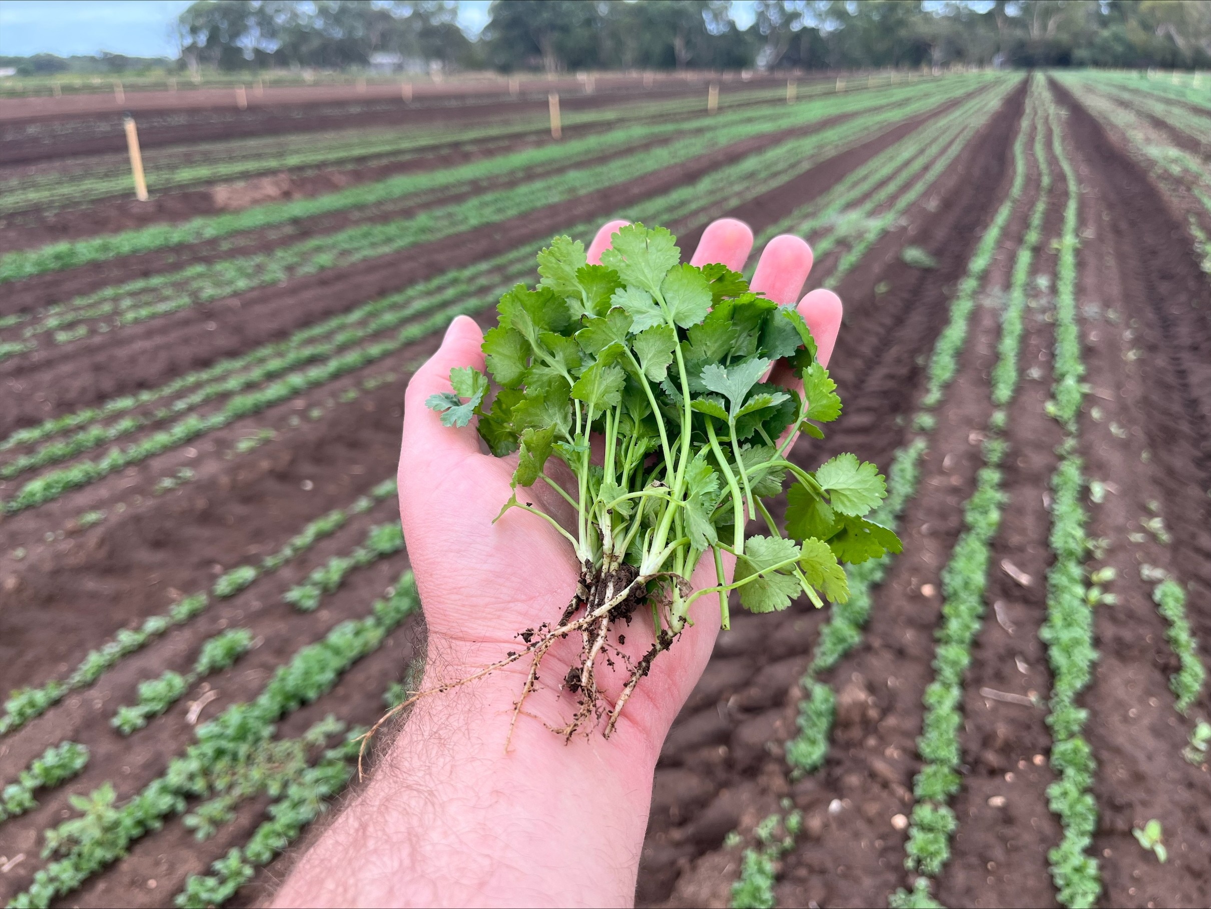 Una mano sostiene un ramo de cilantro verde mientras crecen hileras de cilantro en un campo al fondo.