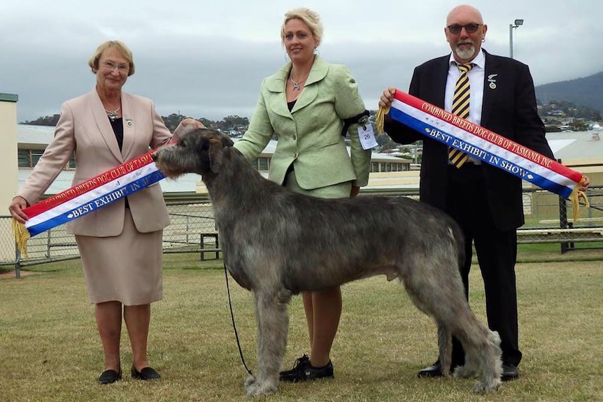 Errol the Irish wolfhound at a dog show