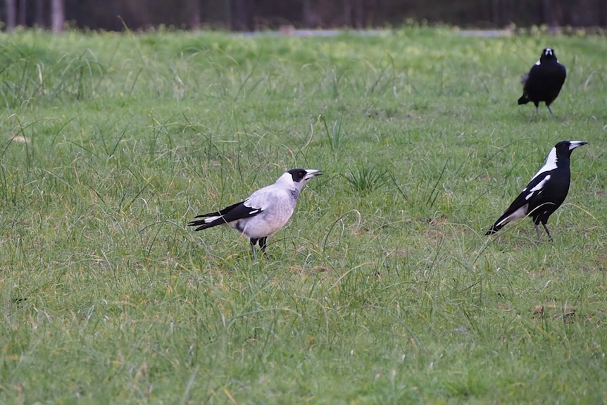 Three magpies in Adelaide's park lands.