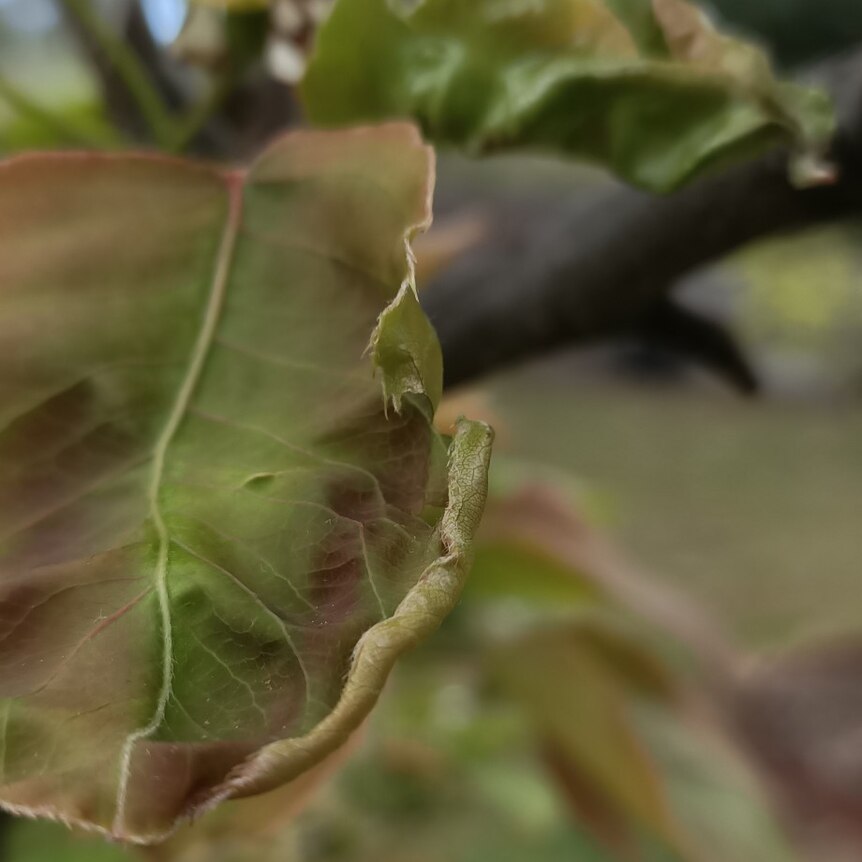 Close-up of the curling leaves in Phil's nashi pear