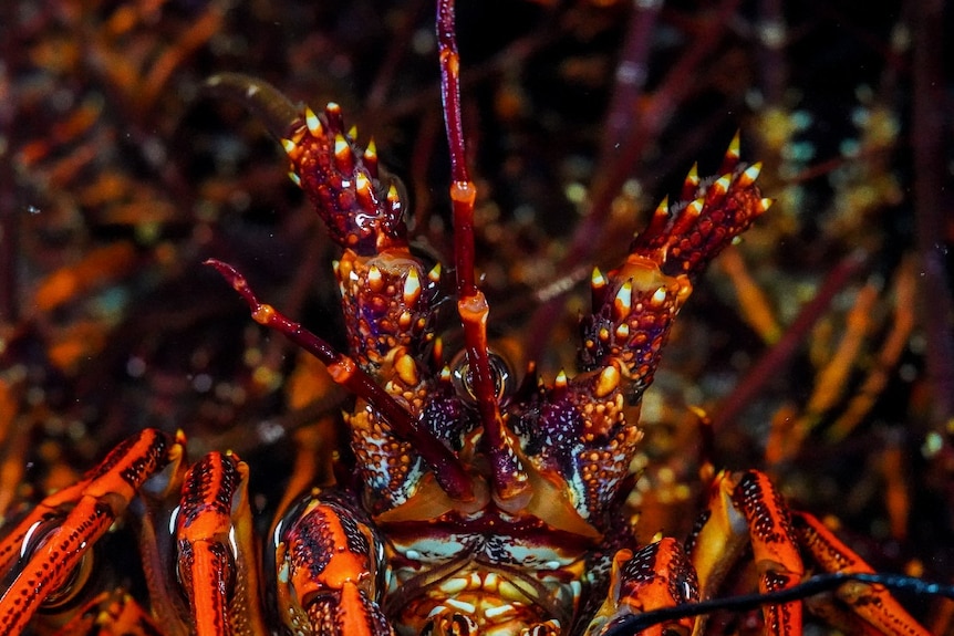 A southern rock lobster