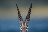 The wings of a white-winged-tern