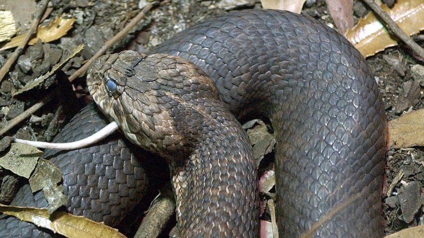 A Common Death Adder