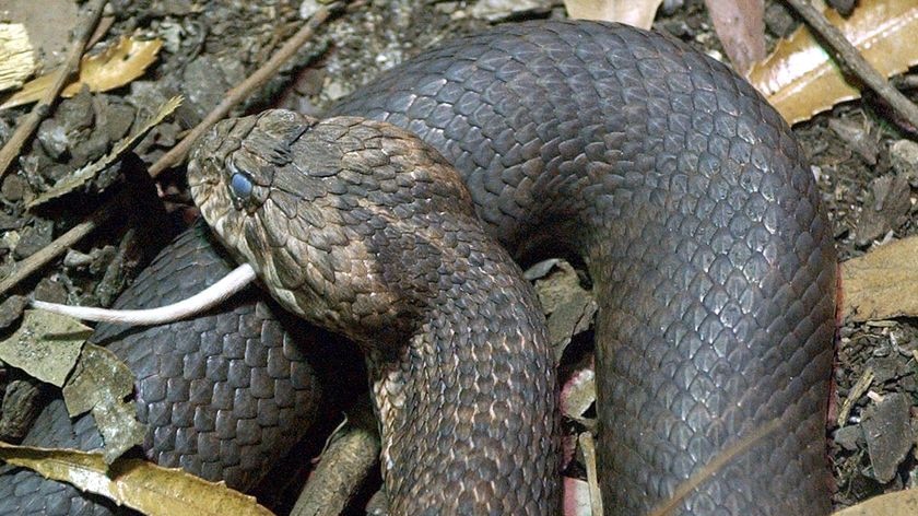 Common death adder