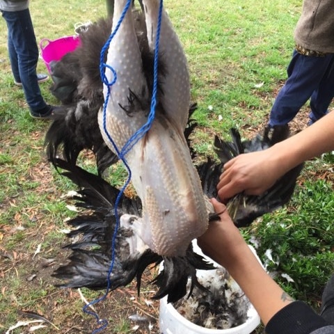 A rooster being plucked.