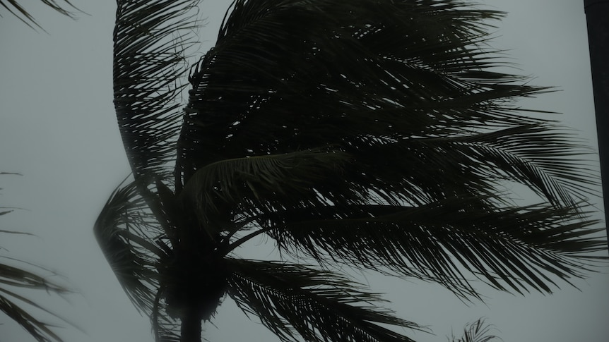 a close-up of a palm tree being hit by wild winds
