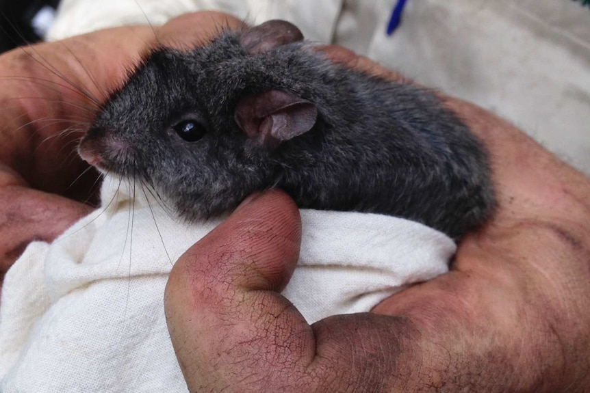 A dirty hand holds a smoky mouse wrapped in a cloth.
